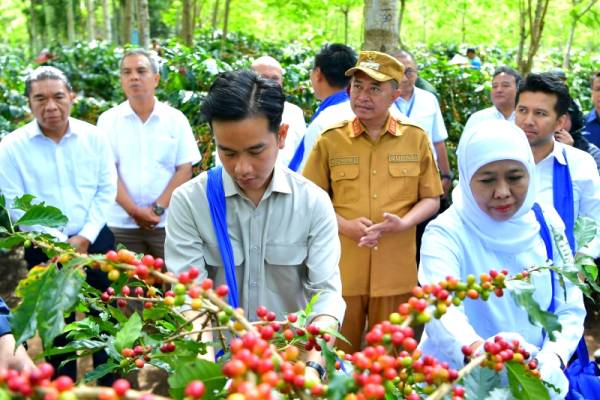 Bangkit dari Lereng Ijen, Kopi Indonesia Siap Menguasai Dunia