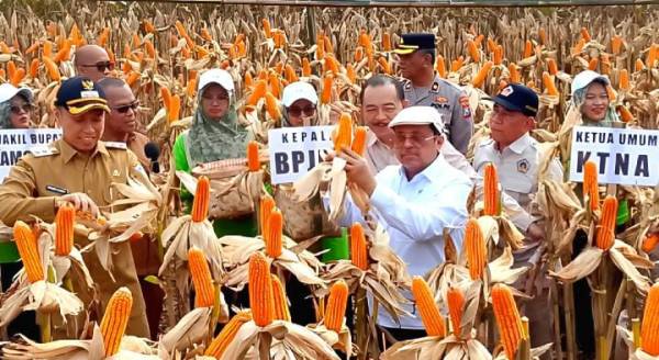 Jagung Rekayasa Genetik Lamongan Untungkan Petani, Halal Tanpa Sertifikat