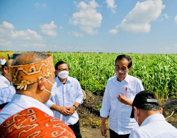 Jokowi Harapkan Sorgum Jadi Alternatif Bahan Pangan