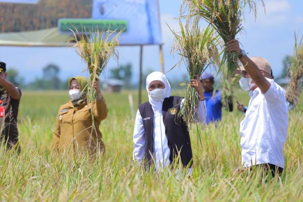 Khofifah Panen Raya Padi di Bumi Reog Ponorogo