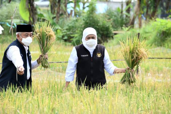 Khofifah Panen Raya Dua Jenis Padi Varietas Unggul di Kabupaten Malang