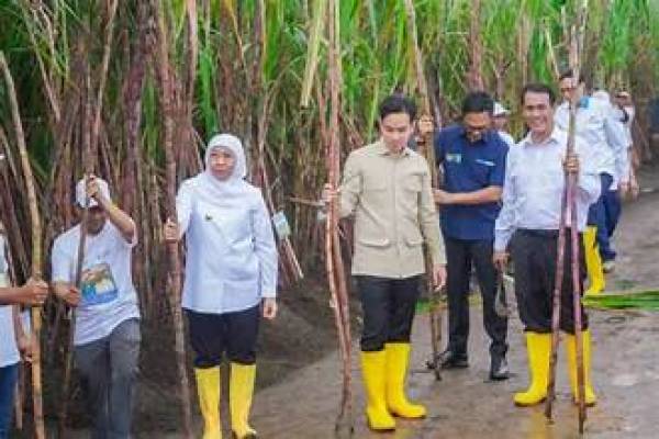 Tanam dan Panen Tebu di Banyuwangi Bersama Wapres, Khofifah Optimis Jatim Siap Wujudkan Swasembada Gula Nasional