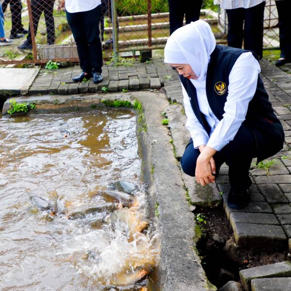 Gubernur Khofifah Tinjau Instalasi Budidaya Ikan Mas Punten di Kota Batu, Siap Kembangkan dengan Jutaan Benih