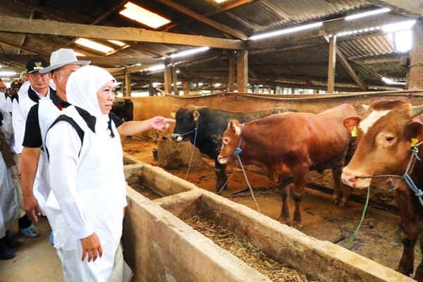 Vaksinasi PMK Tahap I ke 38 Kabupaten/Kota, Gubernur Khofifah Distribusikan 453 Ribu Dosis demi Amankan Lumbung Ternak Nasional