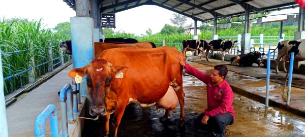 Dinas Peternakan Dorong UPT Batu Jadi Model Sapi Jersey Unggul