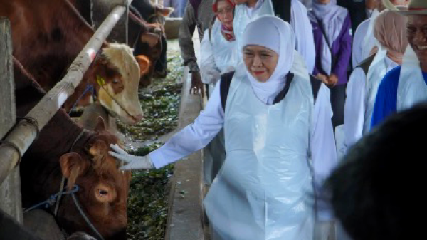 Khofifah Pastikan Hewan Kurban di Lamongan Sehat dan Aman Jelang Iduladha