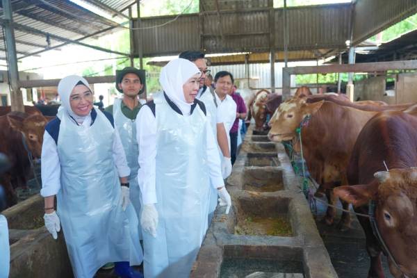 Khofifah Pastikan Stok Hewan Kurban Jatim Aman Surplus Besar Siap Suplai Antarprovinsi