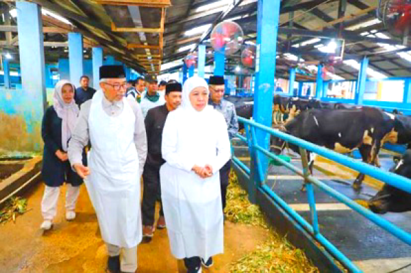 Jatim Optimis Kurangi Impor, Produksi Susu Naik 25 Liter per Ekor per Hari