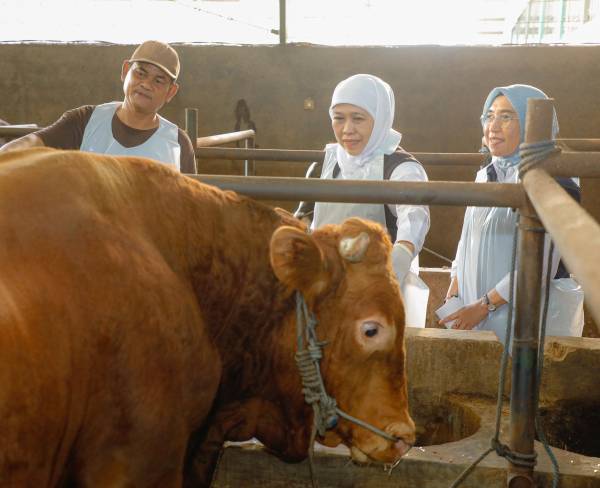 Gubernur Khofifah Tinjau Sentra Sapi Kurban di Bojonegoro, Pastikan Ternak Sehat Jelang Iduladha