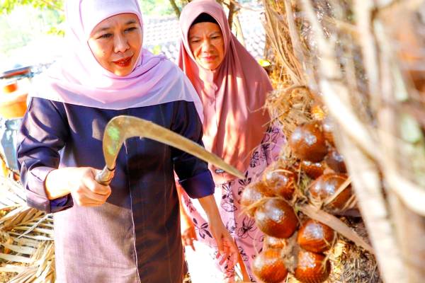 Khofifah Sebut Salak Madu Malang Berpotensi Jadi Komoditas Unggulan