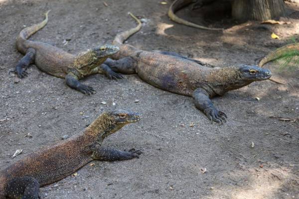 Sukses Penangkaran, Populasi Komodo di Kebun Binatang Surabaya Lampaui 50 Ekor