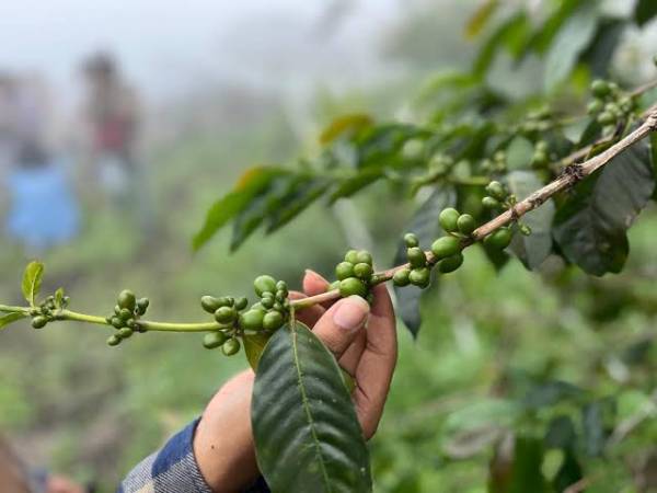 Eksplorasi Aroma dan Alam: Wisata Kopi Lereng Arjuno