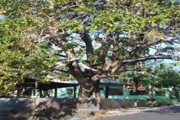 Pohon Jati Kluwih, Petilasan Sunan Kalijaga Berusia 500 Tahun