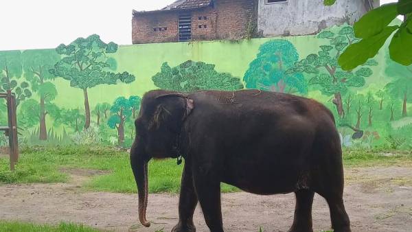 KBS Klarifikasi Isu Satwa Kurus, Perawatan Diklaim Sesuai Standar