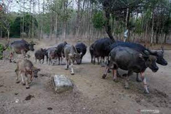 Menengok Kampung Kerbau di Ngawi
