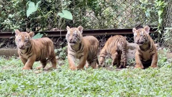 Taman Safari Prigen Tambah Populasi Harimau Sumatera, Empat Anak Harimau Lahir dari Program Konservasi